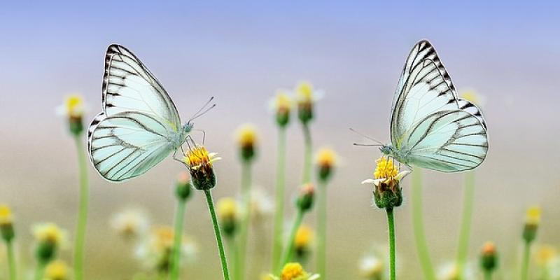 Escamas de mariposas