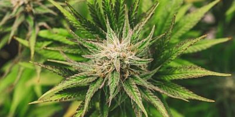 España siempre ha tenido una relación especial con el cannabis por su cercanía a Marruecos Cannabis/Pixabay