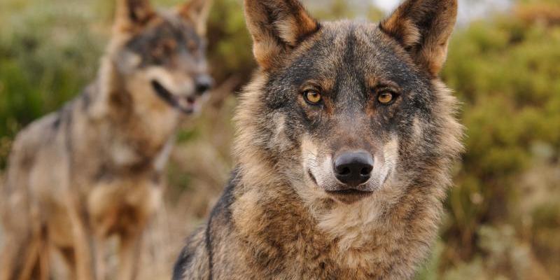 Dos lobos ibéricos / Autor: Servimedia-Ana Retamero