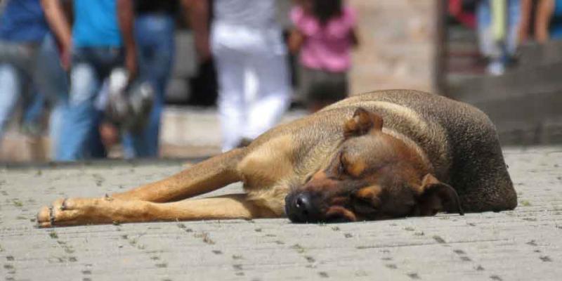 Gobierno / confilegal El Gobierno quiere endurecer la ley para maltratadores animales