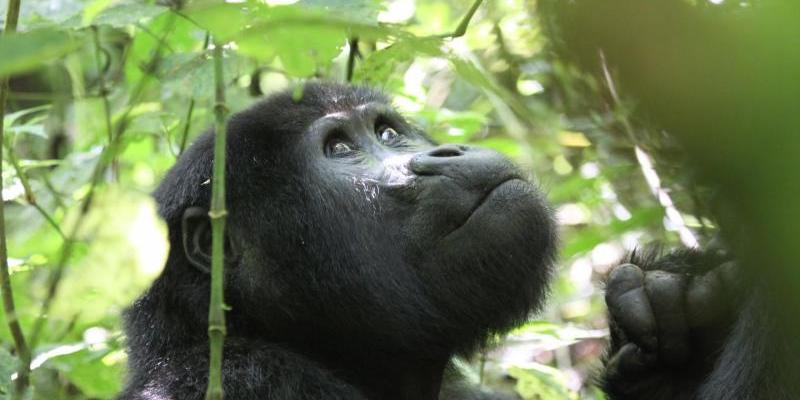 Gorila de montaña. Foto de Nancy J. Stevens