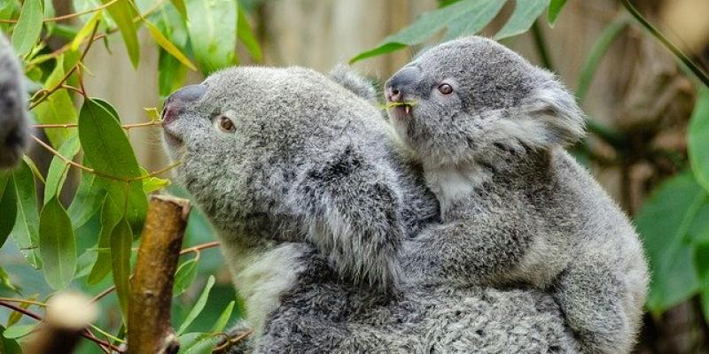 Cometen una masacre con un centenar de koalas en Australia Un pequeño bebé koala con su mamá. Foto de pixabay