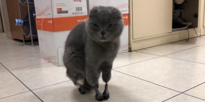 La gata vive feliz con sus cuatro prótesis y su salvadora Dymka, la gata que perdió las 4 extremidades y camina de nuevo con 4 prótesis foto de Vetclinika.com