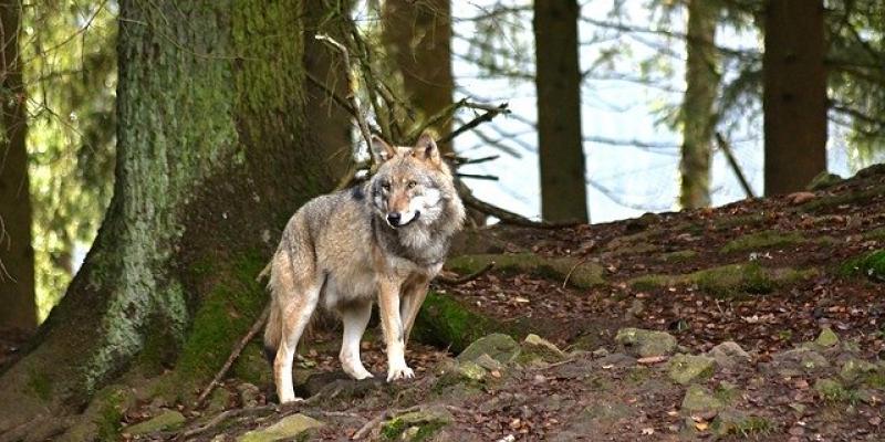 Comienza el juicio contra los cazadores que mataron un lobo Un lobo en un monte. Foto de Pixabay