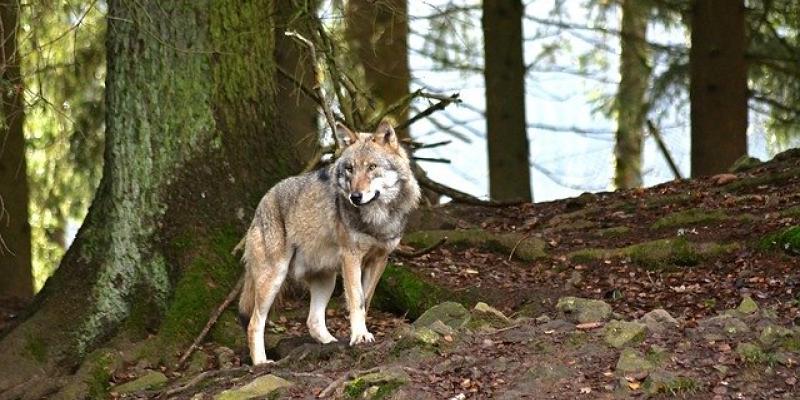 Un lobo en un monte. Foto de Pixabay