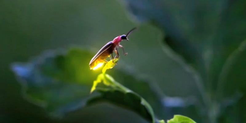 Una pequeña y bonita luciérnaga sobre una hoja