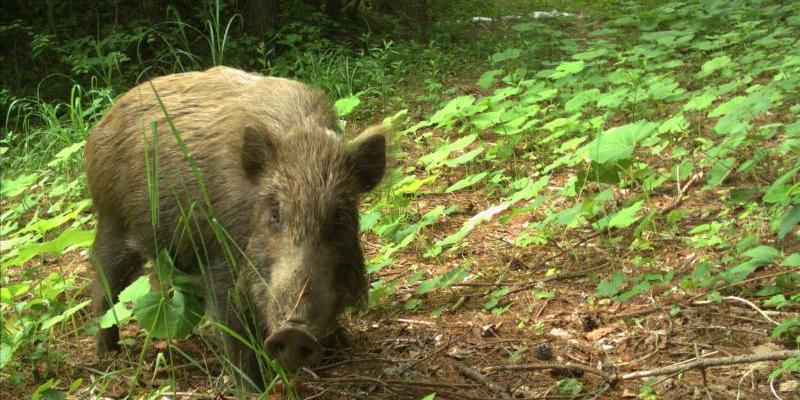 Jabali en la zona de Fukushima. Foto: Universidad de Georgia.