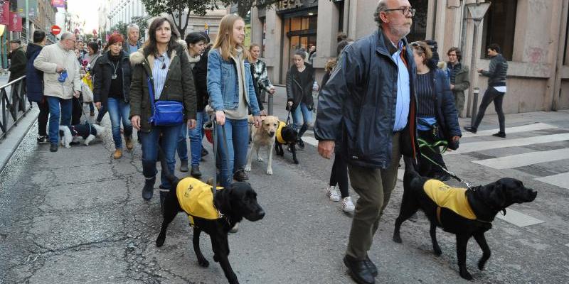 Los perros guía de la ONCE protagonizarán este año las Fiestas de San Antón de Madrid. Foto: ONCE.