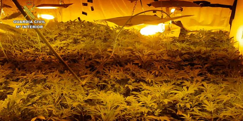 Se ha incautado de 3.334 plantas en Toledo y ha detenido a siete personas de entre 20 y 46 años, por tráfico de drogas, cultivo o elaboración de estupefacientes, defraudación de fluido eléctrico y usurpación de vivienda. Marihuana Toledo