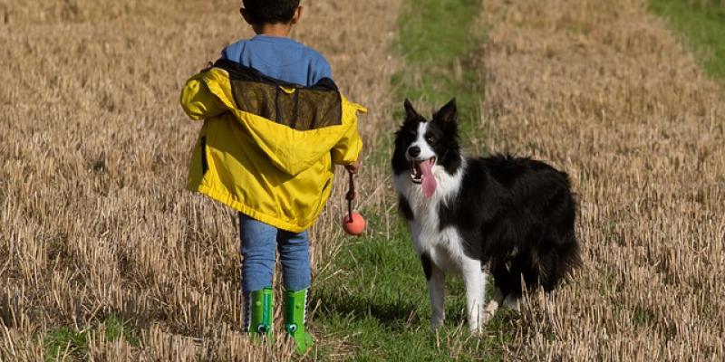 Una mascota disfrutando con su amigo humano de un día en el campo. Foto de Pixabay