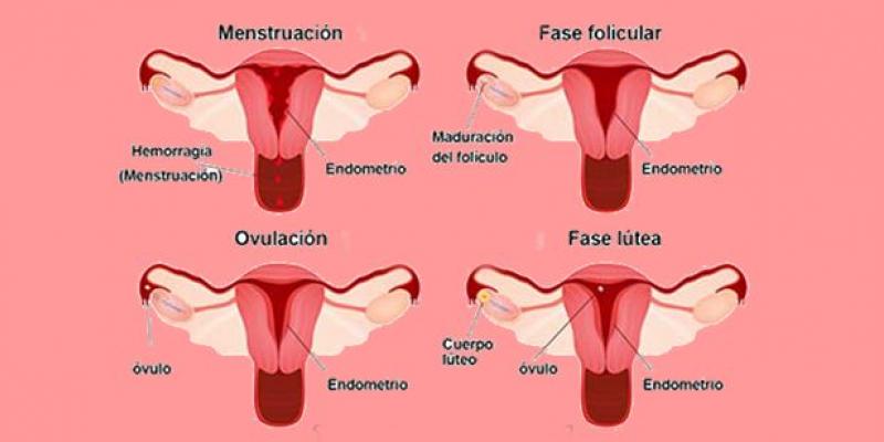Diferencias entre ovulación y menstruación