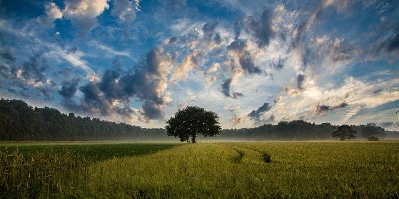 Un campo verde, con un árbol en medio. Foto de Pixabay