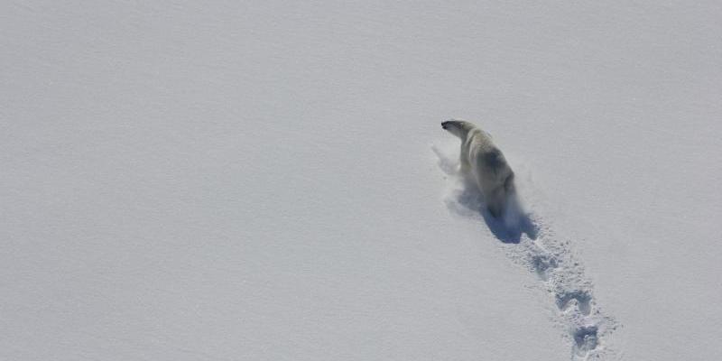 Un oso polar en la bahía de Baffin en 2012, visto desde el aire. Foto de Kristin Laidre, Universidad de Washington