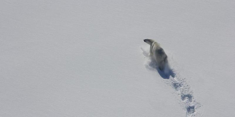 Los osos polares pierden peso y no tienen cachorros por el deshielo Un oso polar en la bahía de Baffin en 2012, visto desde el aire. Foto de Kristin Laidre, Universidad de Washington