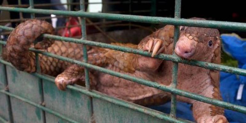 Los pangolínes son un animal que se consume en China Un pequeño pangolín encerrado en una jaula, posiblemente fue comido. Foto de AFP