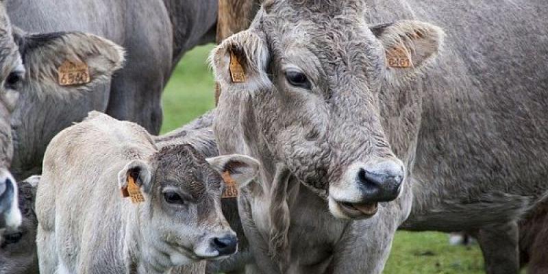 La empresa Pascual cumple con la calidad de vida del ganado y de los ganaderos Ganadería / Pixabay