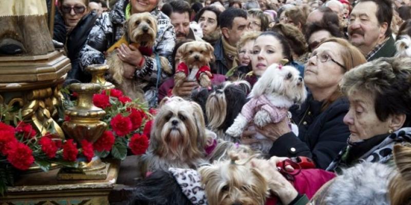 Bendicen a sus animales en el Día de San Antón