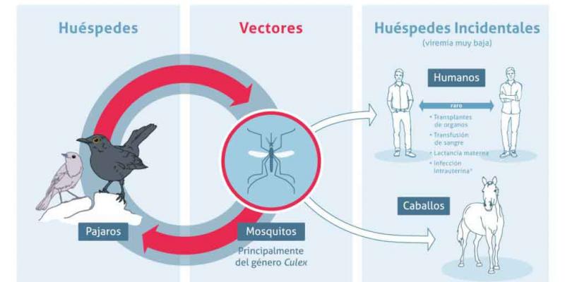 El virus del Nilo podría expandirse por toda España