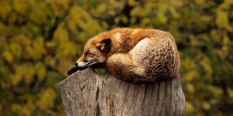 Zorrito sueño