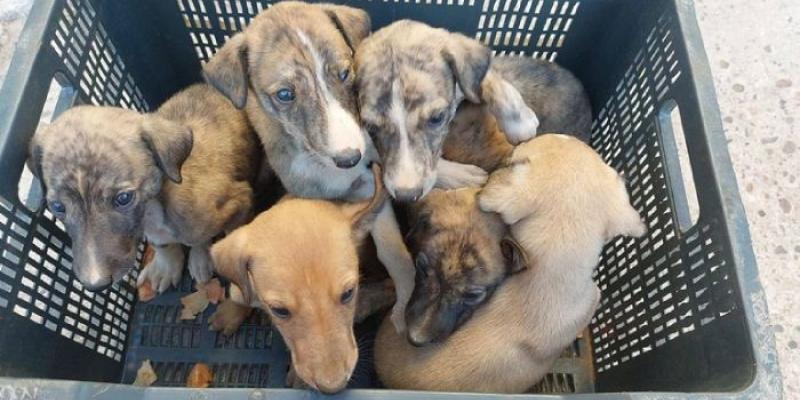 Animales abandonados - Foto de Pacma Perros abandonados