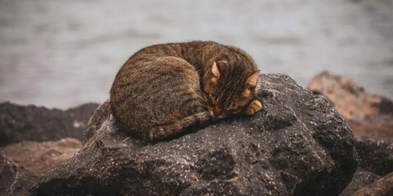 Abandono de animales - Foto: Gato sobre una roca