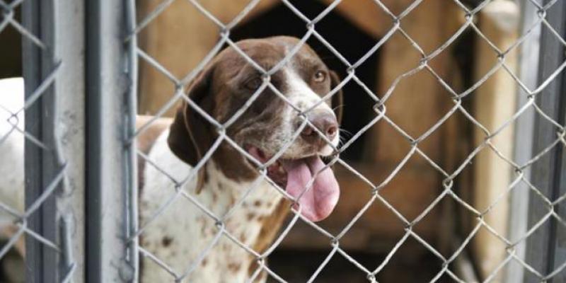 Un perro de caza en un refugio animal