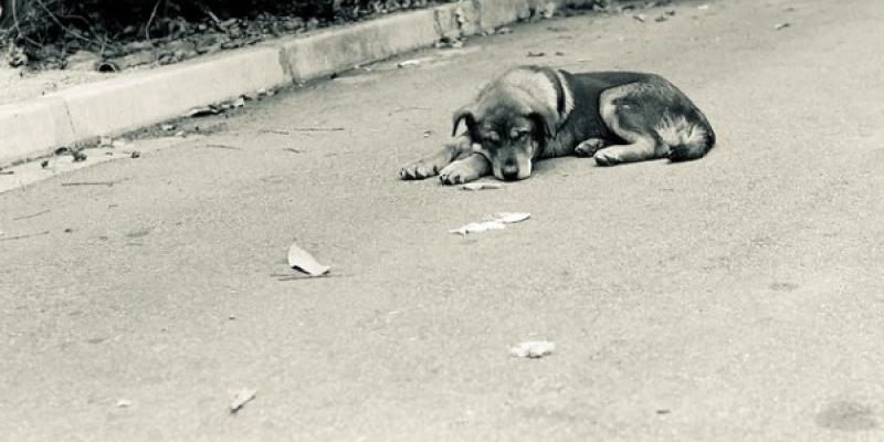 Un perro abandonado en la calle