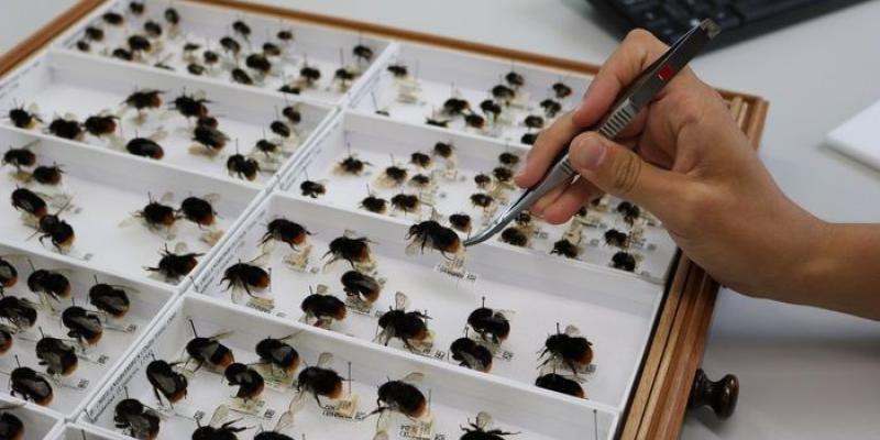 Analizando la colección de abejas 