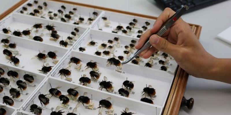 Abejas estresadas Analizando la colección de abejas