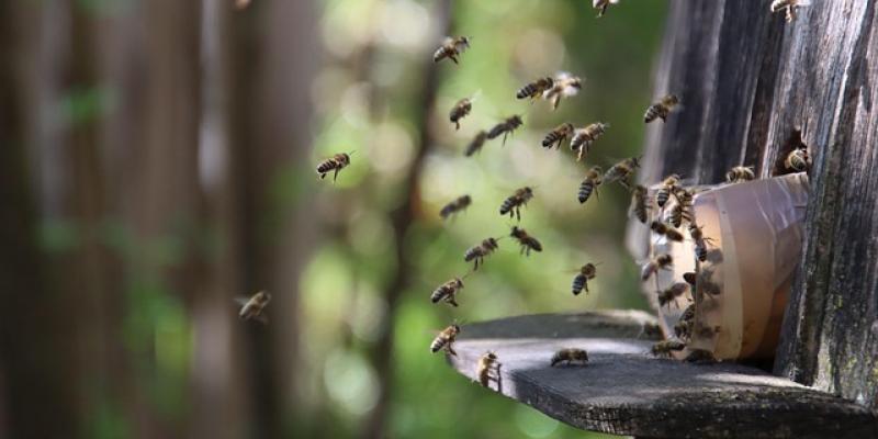 Abejas