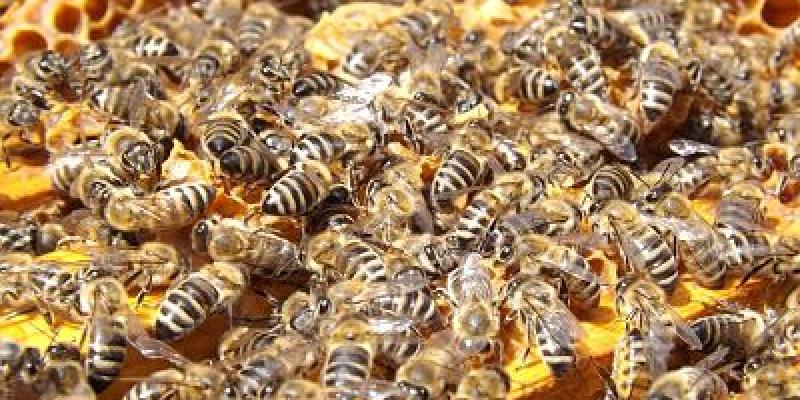 Las colonias de abejas melíferas se organizan en dos compartimentos Colmena de abejas/Pixabay