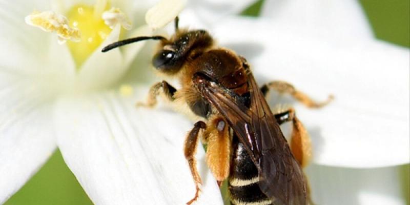 Abejas mineras, del género Andrena