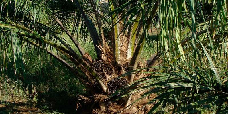 El aceite de palma sigue siendo muy consumido a pesar de la deforestación que causa.