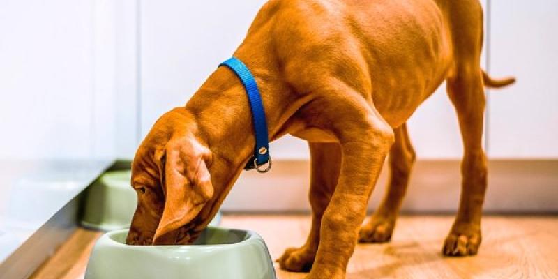 Auge del aceite de salmón para perros