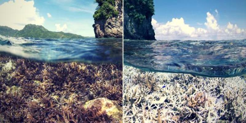 La acidificación del océano causa graves consecuencias/ porelclima.es Ejemplo de acidificación del océano