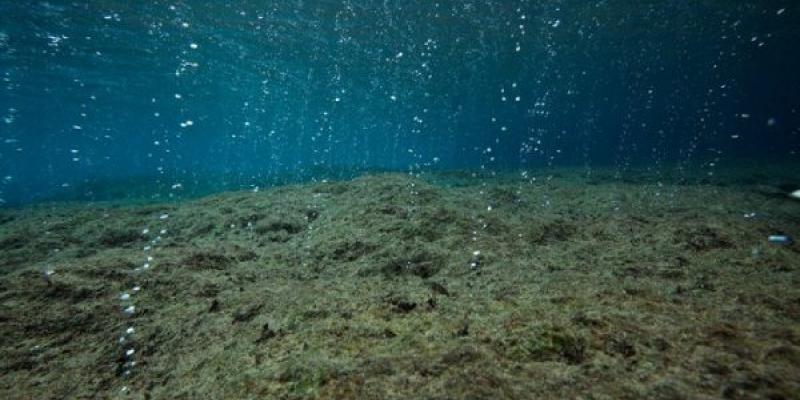 Acidificación de los mares/ National Geographic. Efectos de la acidificación marina