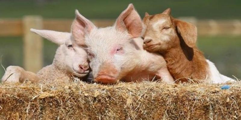 Bienestar animal en la UE Acuerdos comerciales centrados en el bienestar animal