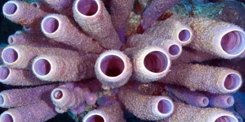 Esponjas marinas que contienen mucho ADN Ambiental