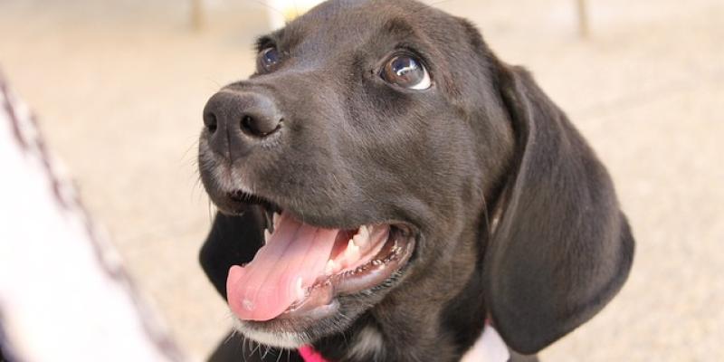 Adoptar animales no debe hacerse a la ligera - Pixabay Adoptar animales es una decisión importante