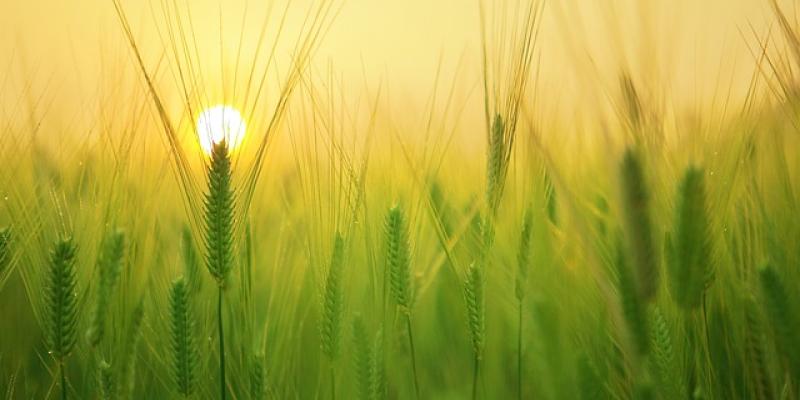 Agricultura / Pixabay Campo de trigo