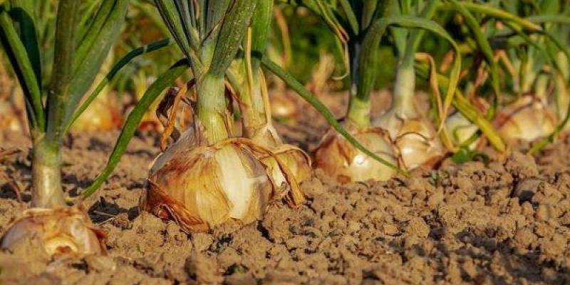 Una agricultura sostenible y que aprovecha el agua correctamente es posible Un cultivo de cebollas