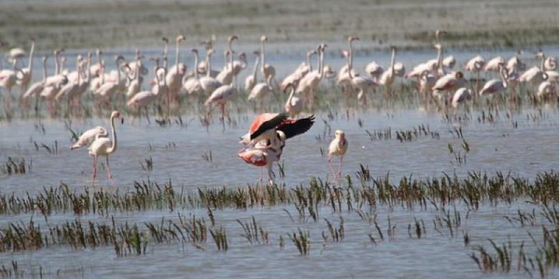 Las aguas europeas son: ríos, humedales y acuíferos En las aguas europeas se incluyen los humedales, como el de Doñana