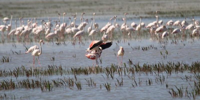 En las aguas europeas se incluyen los humedales, como el de Doñana