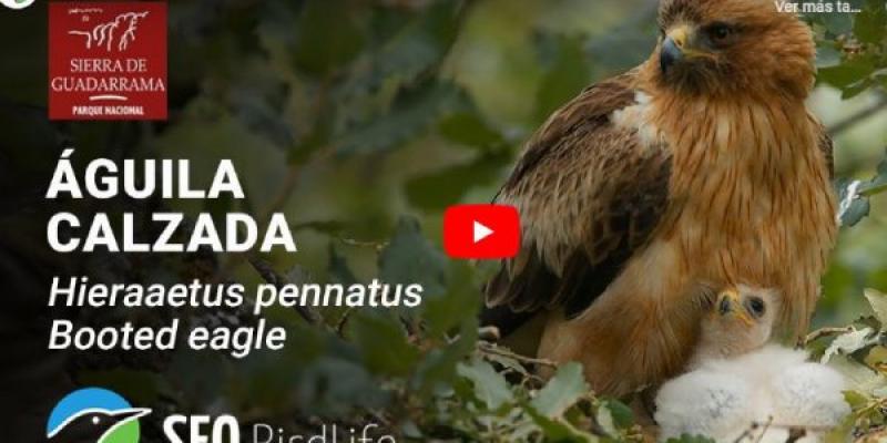Podemos ver al águila calzada en su nido gracias a esta iniciativa Águila Calzada con su polluelo