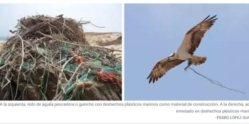 Águilas pescadoras y sus nidos