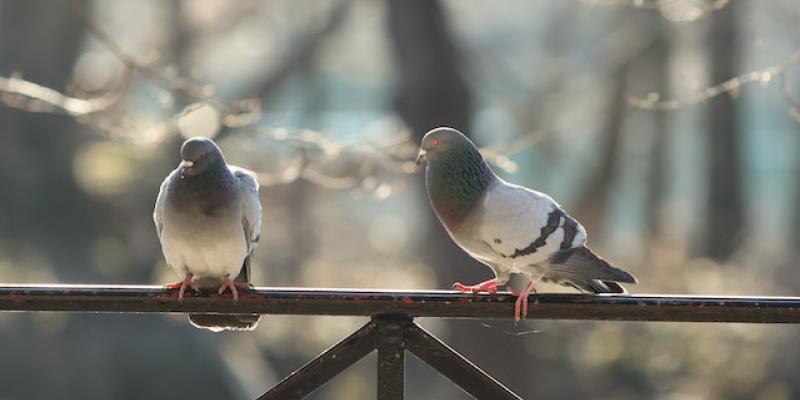 Palomas en una barandilla