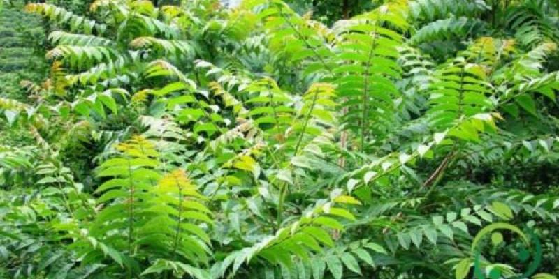 Ailanto, árboles invasores Este es el ailanto, el árbol procedente de China