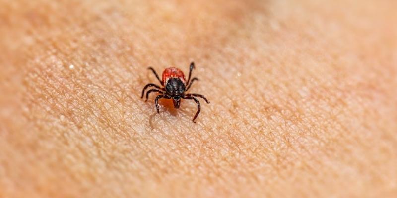 La picadura de una garrapata provoca alergia a la carne - Pexels La alergia a la carne