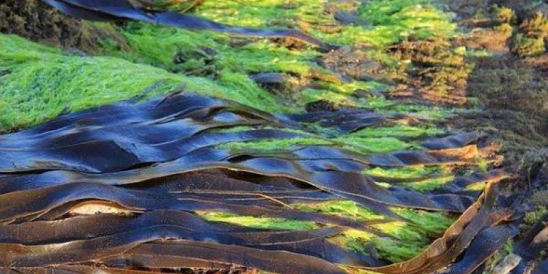 Algas marinas: sensibles a los cambios del agua Las algas marinas avisan cuando la calidad del agua cambia