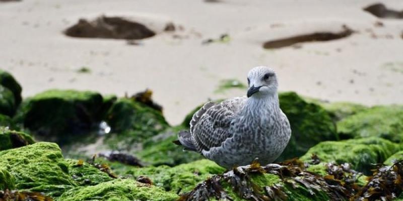 Algas marinas y encima una pequeña y graciosa gaviota